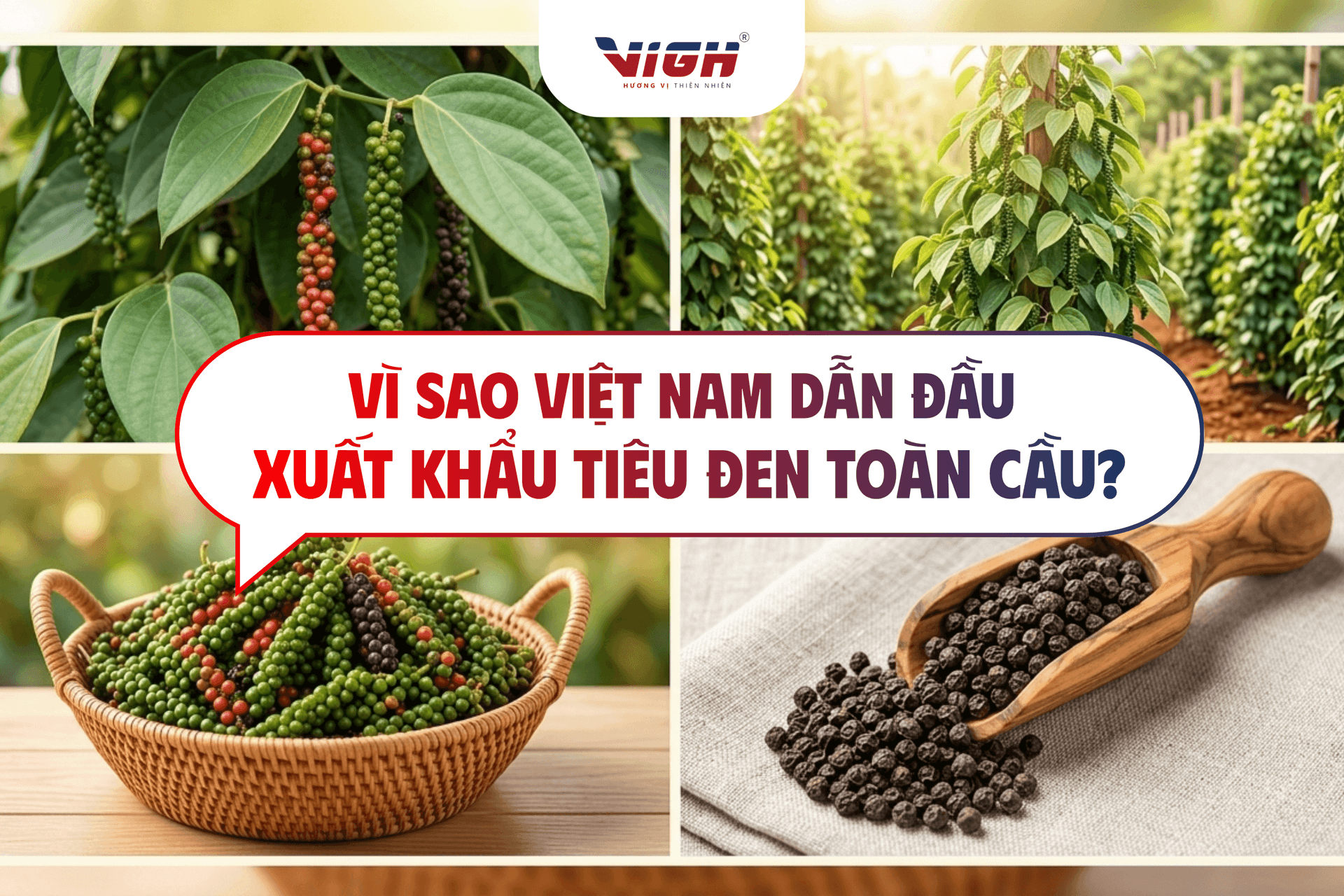 Vì sao Việt Nam dẫn đầu xuất khẩu tiêu đen toàn cầu?